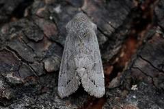 Plettseljefly (Orthosia populeti)