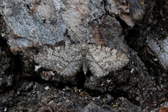 Vinkeldvergmåler (Eupithecia vulgata)