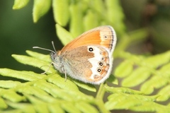 Perleringvinge (Coenonympha arcania)