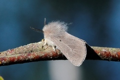 Gråbrun tigerspinner (Diaphora mendica)