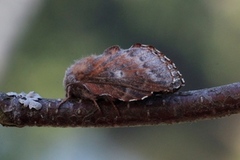 Rødbrun bladspinner (Phyllodesma ilicifolia)