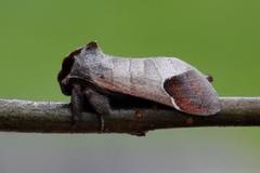 Rødflekkstjertspinner (Clostera curtula)