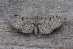 Humledvergmåler (Eupithecia assimilata)