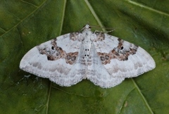 Hvit båndmåler (Xanthorhoe montanata)