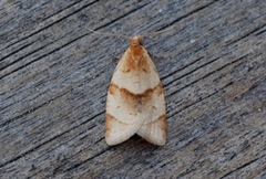 Buskbladvikler (Clepsis rurinana)