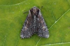 Kileengfly (Apamea crenata)