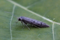 Hypatopa binotella