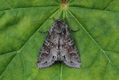 Vinkelhakefly (Polia bombycina)