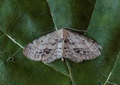 Flekkengmåler (Idaea dimidiata)