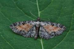 Rustdvergmåler (Eupithecia icterata)