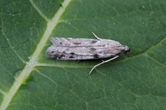 Tistelsmalmott (Phycitodes binaevella)