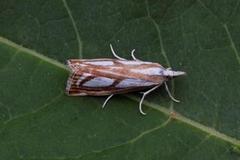 Treflekket nebbmott (Catoptria permutatellus)