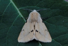 Gul tigerspinner (Spilarctia lutea)