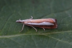 Perlemornebbmott (Catoptria margaritella)