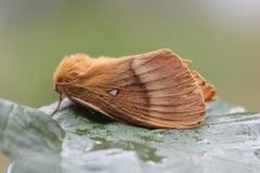 Eikespinner (Lasiocampa quercus)