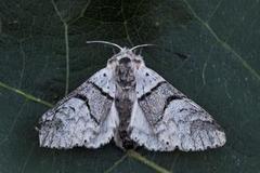Grå gaffelstjert (Furcula bifida)