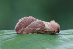 Rød roteter (Triodia sylvina)