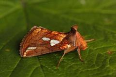 Kortstreket metallfly (Plusia putnami)