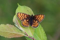 Marimjellerutevinge (Melitaea athalia)