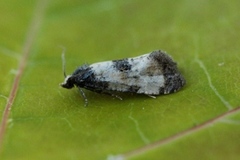 Svevepraktvikler (Cochylis dubitana)