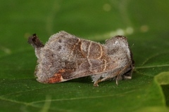 Dvergstjertspinner (Clostera pigra)