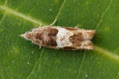 Orekveldvikler (Epinotia tenerana)