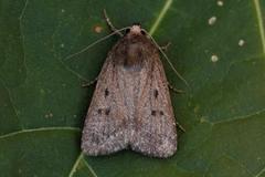 Grått pyramidefly (Amphipyra tragopoginis)