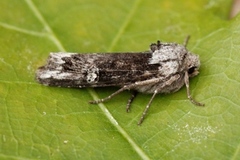 Skogkvistfly (Xylena solidaginis)