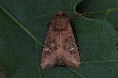 Brunt sumpfly (Helotropha leucostigma)