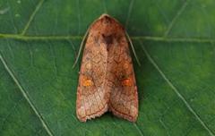 Stengelfly (Amphipoea)