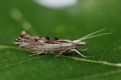 Ypsolopha scabrella