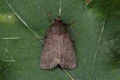 Grått pyramidefly (Amphipyra tragopoginis)