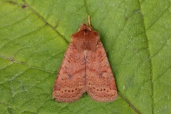 Variabelt flatfly (Conistra vaccinii)