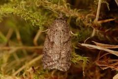 Blåbærflatvikler (Acleris maccana)