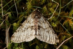 Marsmåler (Phigalia pilosaria)