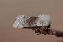 Brunbåndseljefly (Orthosia opima)