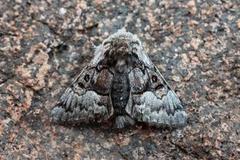 Hasselmunkefly (Colocasia coryli)