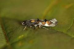 Mompha locupletella