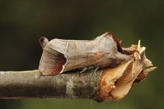 Rødflekkstjertspinner (Clostera curtula)