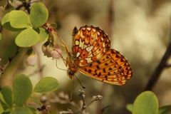 Rødflekket perlemorvinge (Boloria euphrosyne)