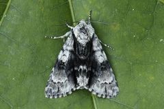 Orekveldfly (Acronicta alni)