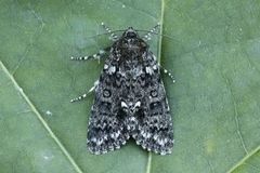 Syrekveldfly (Acronicta rumicis)