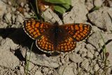 Marimjellerutevinge (Melitaea athalia)