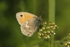 Engringvinge (Coenonympha pamphilus)