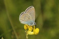 Engblåvinge (Cyaniris semiargus)