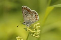 Sankthansblåvinge (Aricia artaxerxes)