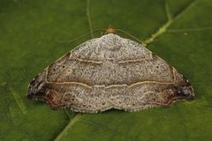 Sigdfly (Laspeyria flexula)