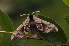 Kveldpåfugløye (Smerinthus ocellata)