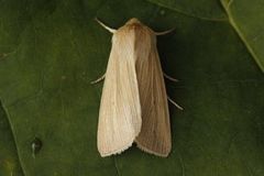 Halmgult gressfly (Mythimna pallens)