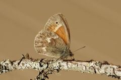 Myrringvinge (Coenonympha tullia)